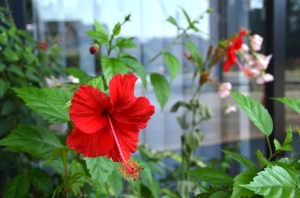 DSC_0007 - コピー.JPG